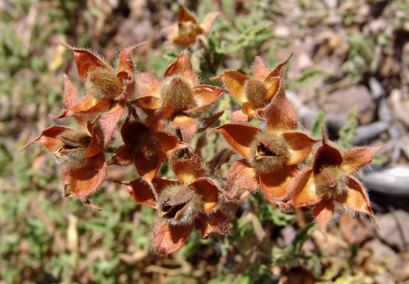 Cistus Creticus (L.) [C. incanus], PARNITHA-5