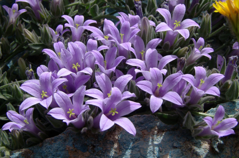 Campanula celsii ssp. parnesia (A. D.C.), PARNITHA-2