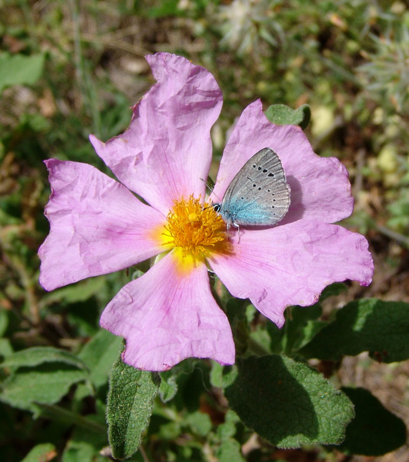 Cistus parviflorus (Lam.), PARNITHA-2