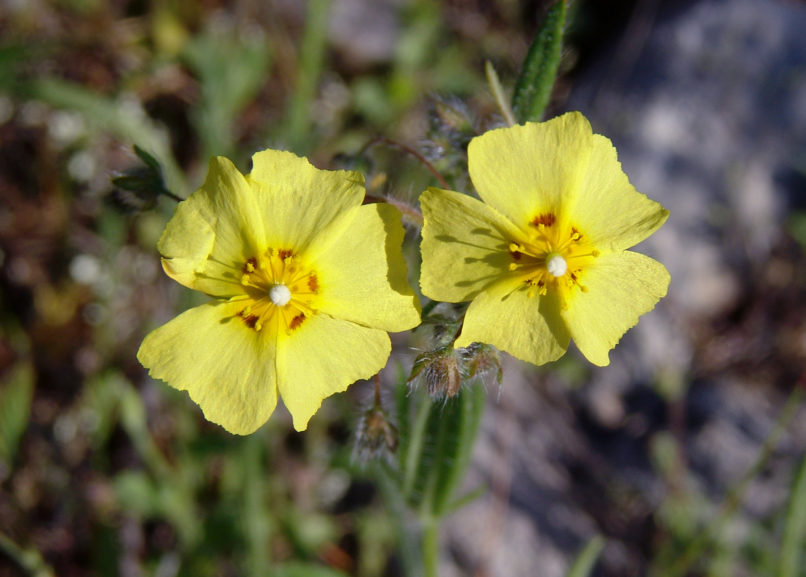Tuberaria guttata (L.), PARNITHA-2