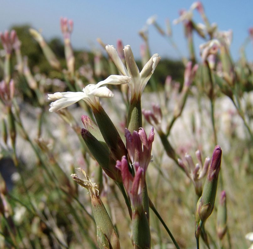 Dianthus serratifolius (Sm.), PARNITHA-1