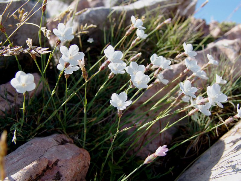 Dianthus integer ssp. minutiflorus (Halácsy), AGRAFA - VOUTSIKAKI-1