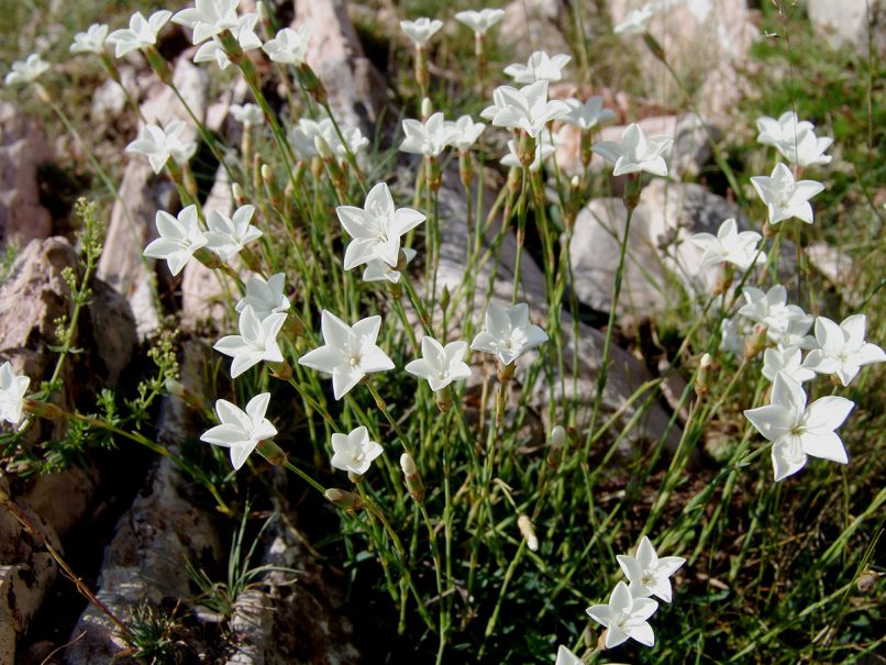 Caryophyllaceae 21 [?], AGRAFA - VOUTSIKAKI-1