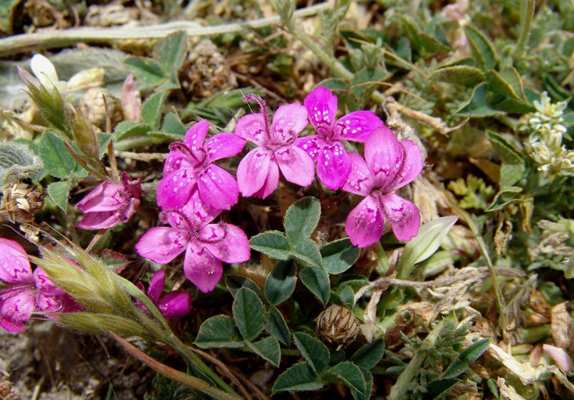 Dianthus corymbosus (Sm.), DIRPHYS-1