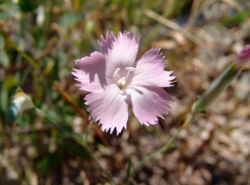 Dianthus sylvestris (Wulfen), METSOVO - MAUROVOUNI-1