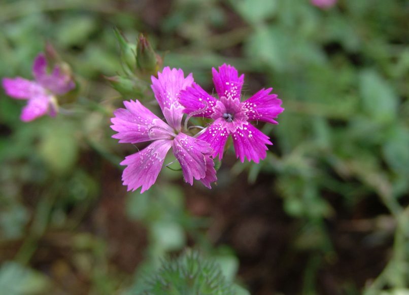 Caryophyllaceae 2 [?], TAYGETOS-1