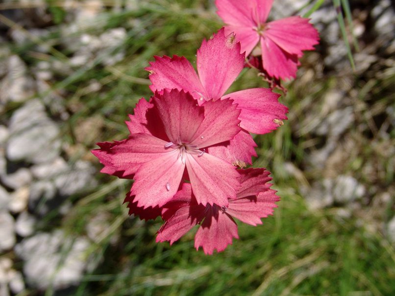 Dianthus biflorus (S. & S.), GIONA-1