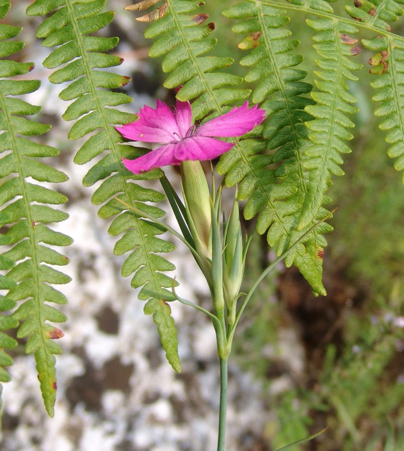 Dianthus gracilis (Sm.) ssp. gracilis, OLYMPOS-1