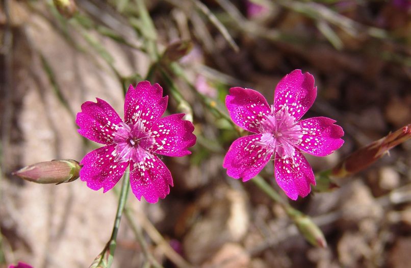 Dianthus diffusus (Sm. in Sibth. & Sm.), PARNITHA-1