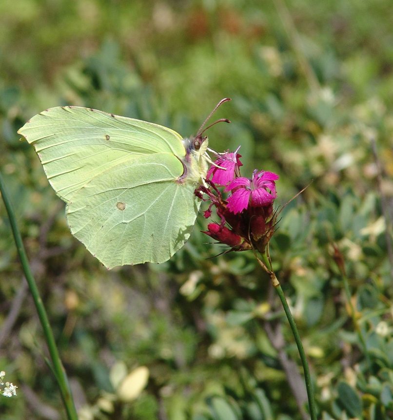 Dianthus giganteus (L.), TYMPHI-1