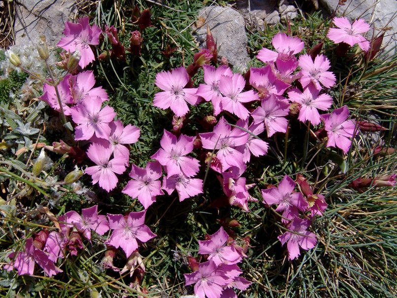 Dianthus haematocalyx (Boiss. & Heldr.), GIONA-1
