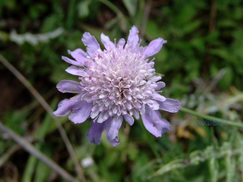 Dipsacaceae 1, ZAKYNTHOS-SARAKINADO-1