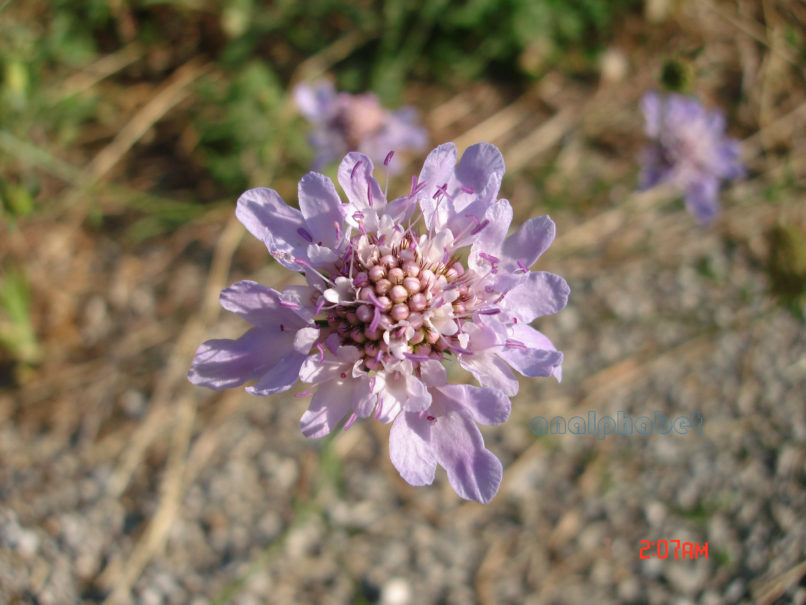 Dipsacaceae 1, ZAKYNTHOS-SARAKINADO-2
