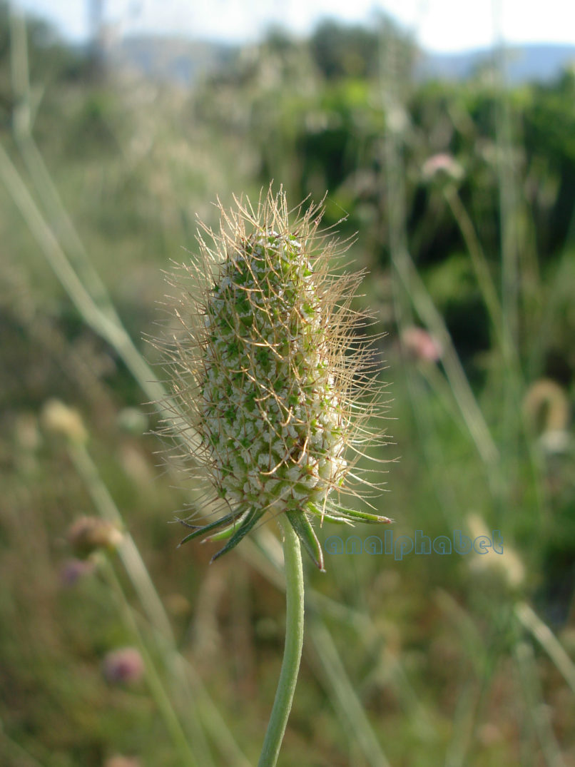 Dipsacaceae 1, ZAKYNTHOS-SARAKINADO-3