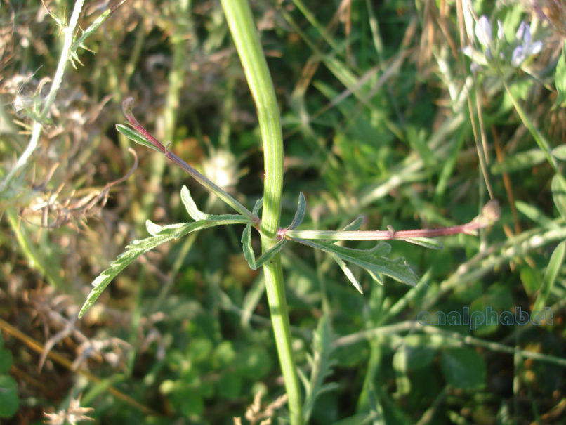 Dipsacaceae 1, ZAKYNTHOS-SARAKINADO-4
