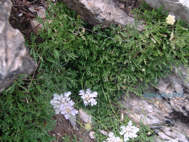 Dipsacaceae 2, CHELIDONA