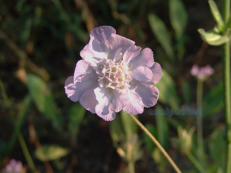 Dipsacaceae 3, TAYGETOS-1