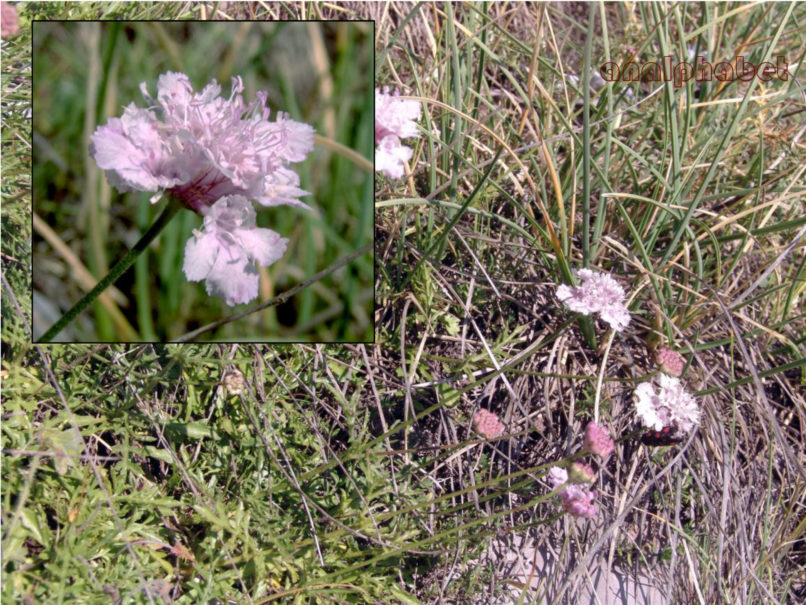 Dipsacaceae 4, CHELIDONA-1