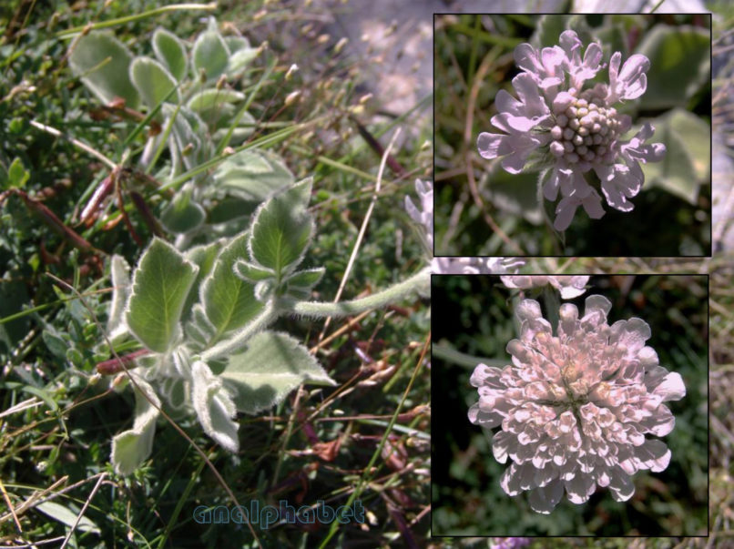 Dipsacaceae 5, CHELIDONA-1