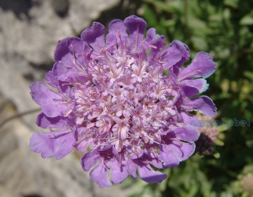 Scabiosa hymettica (Boiss. & Sprun.) [Lomelosia hymettika], PARNITHA-1