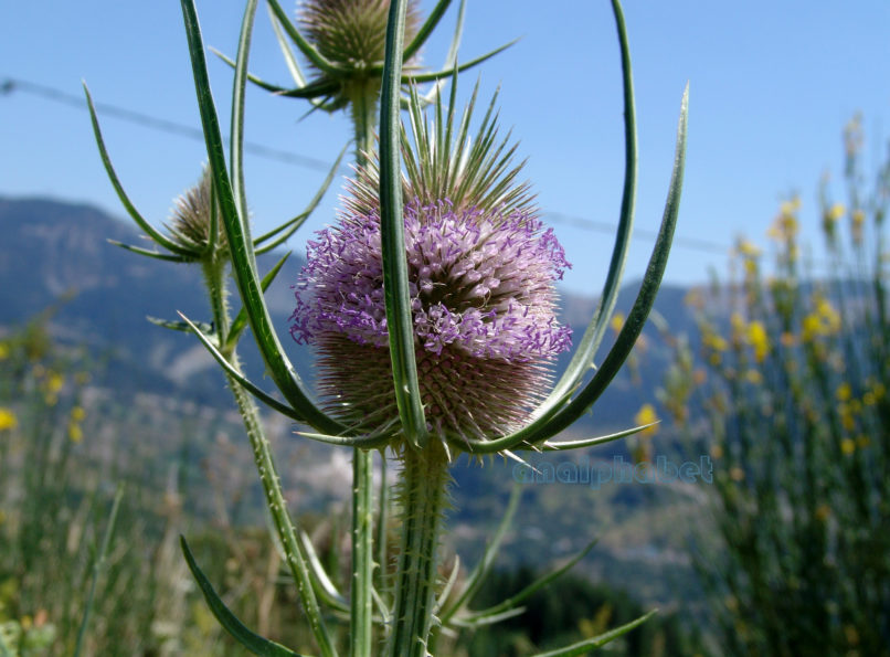 Dipsacus fullonum (L.) [D. sylvestris (Huds.)], METSOVO-MAUROVOUNI-1