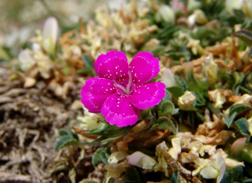 Dianthus corymbosus (Sm.), DIRPHYS-2