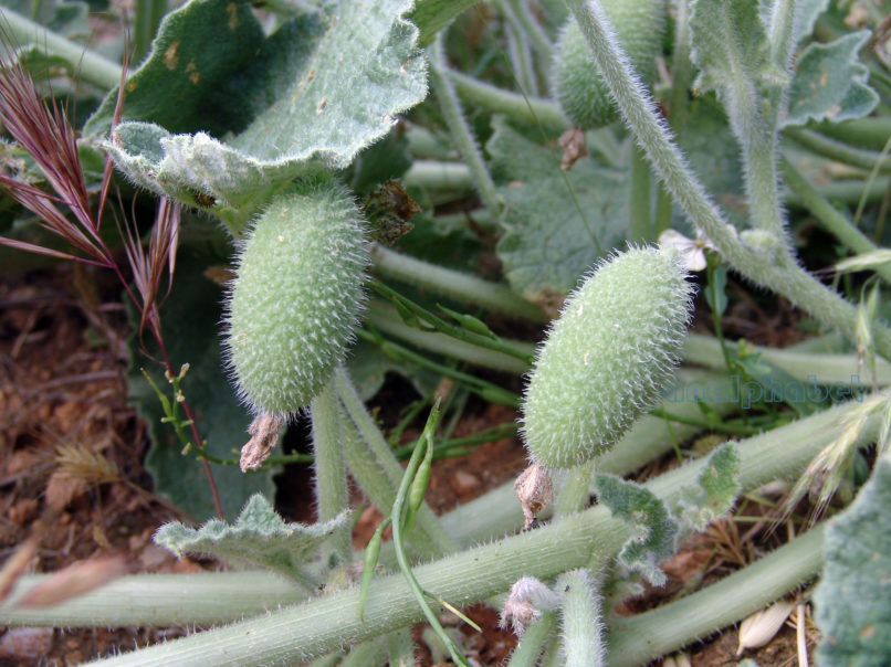 Ecballium elaterium (Rich.), PARNITHA-2