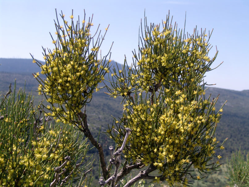 Ephedra distachya (L.) ssp. distachya, PARNITHA-1