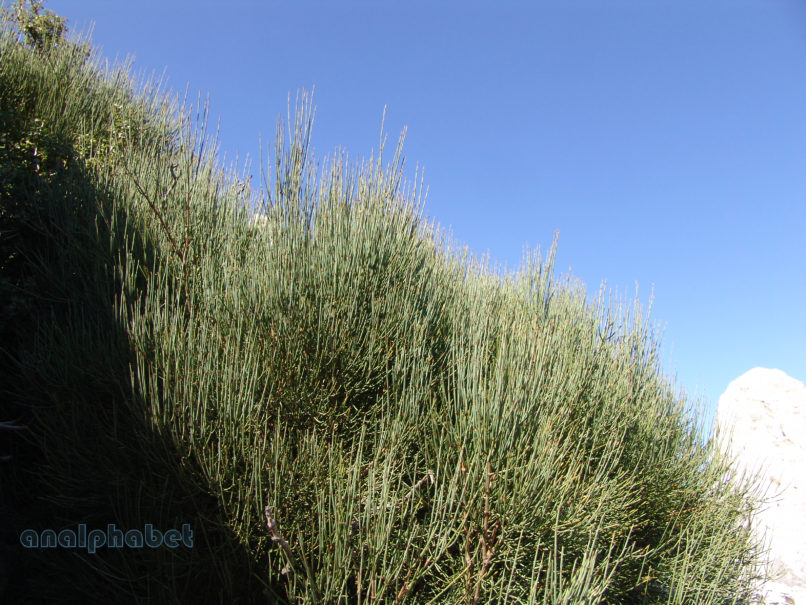 Ephedra distachya (L.) ssp. distachya, PARNITHA-2