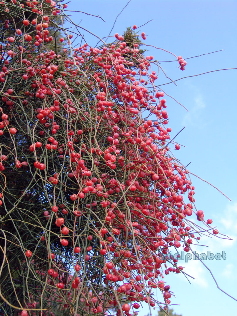 Ephedra fragilis ssp. cambylopoda (C.A.-Meyer), ATTIKA-PATERAS-1