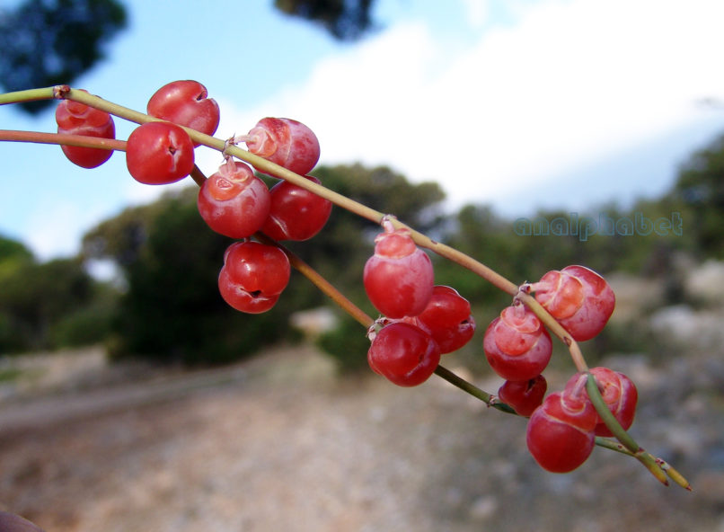Ephedra fragilis ssp. cambylopoda (C.A. Meyer), ATTIKA-PATERAS-2