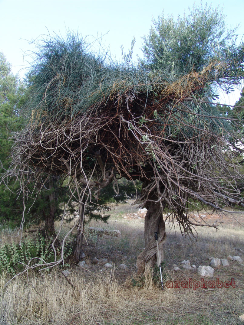 Ephedra fragilis ssp. cambylopoda (C.A. Meyer), ATTIKA-PATERAS-3