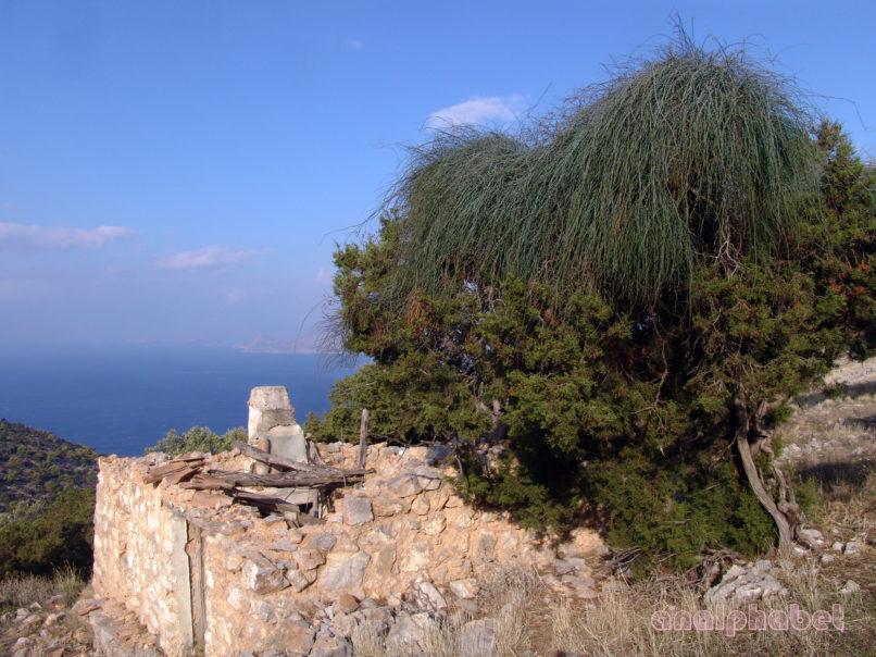 Ephedra fragilis ssp. cambylopoda (C.A. Meyer), ATTIKA-PATERAS-4