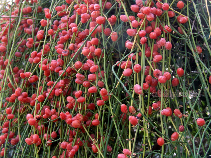 Ephedra fragilis ssp. cambylopoda (C.A. Meyer), PARNITHA-1