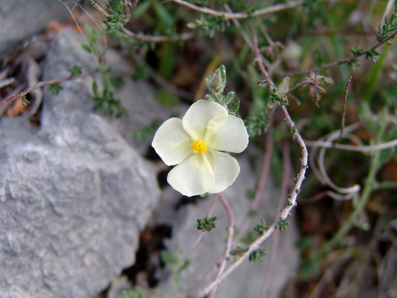 Helianthemum apeninnum (Boiss. & Heldr.), PARNITHA-1