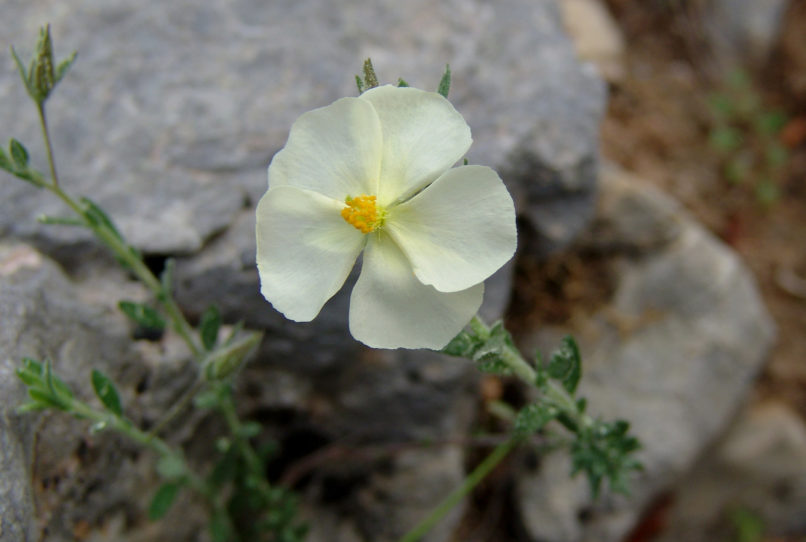Helianthemum apeninnum (Boiss. & Heldr.), PARNITHA-2