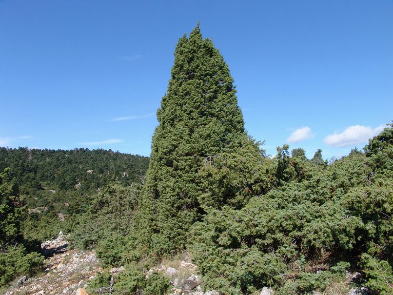 Juniperus oxycedrus (L.), PARNITHA-1