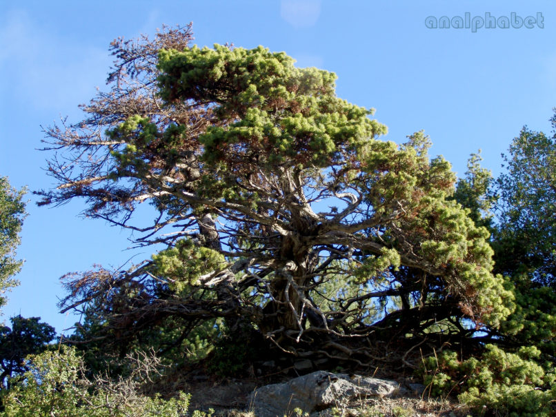 Juniperus oxycedrus (L.), PARNITHA-2
