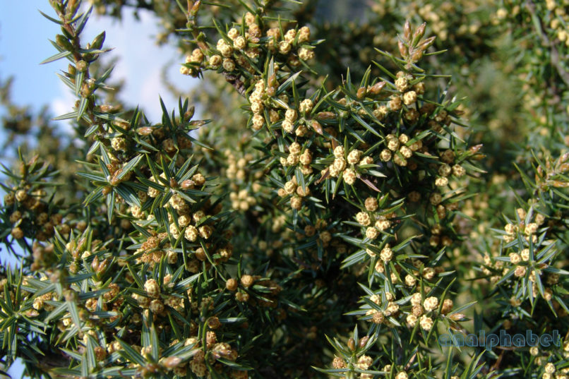 Juniperus oxycedrus (L.), PARNITHA-3