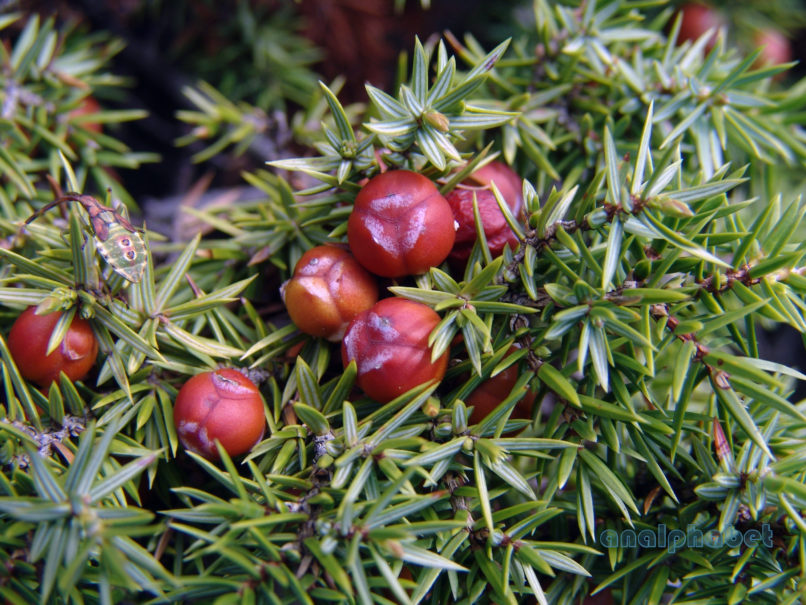 Juniperus oxycedrus (L.), PARNITHA-4