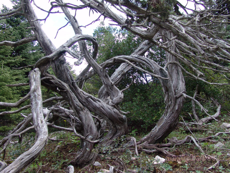 Juniperus oxycedrus (L.), PARNITHA-5