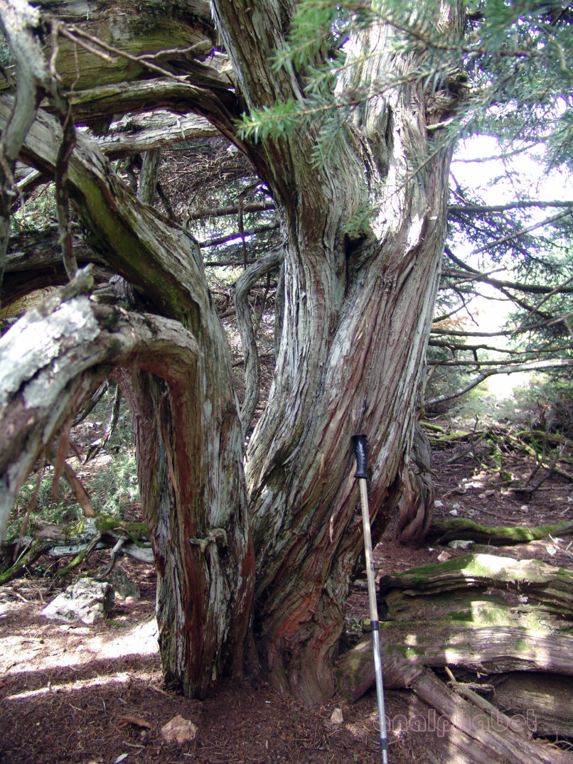 Juniperus oxycedrus (L.), PARNITHA-6