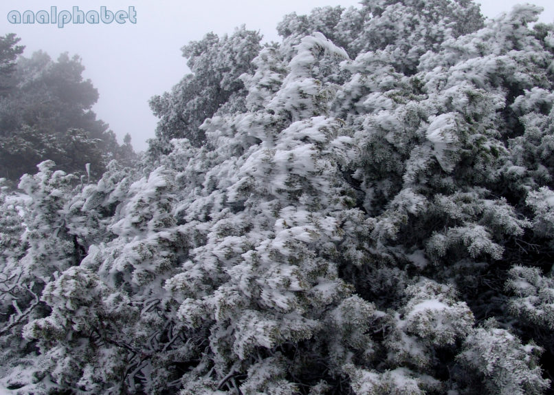 Juniperus oxycedrus (L.), PARNITHA-7