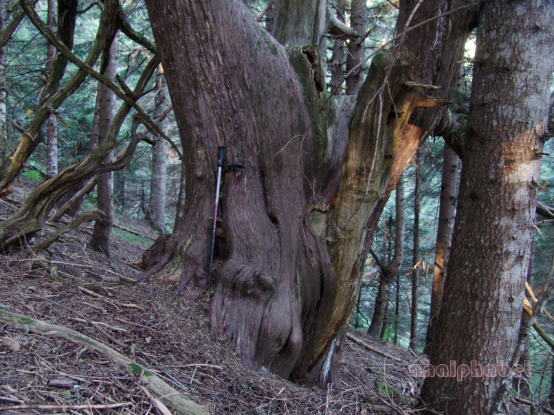 Juniperus phoenicea (L.), AGRAFA-PETSALOUDA-1
