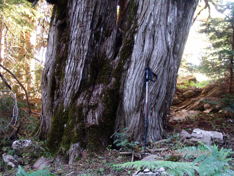 Juniperus phoenicea (L.), AGRAFA-PETSALOUDA-2