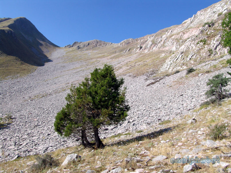 Juniperus phoenicea (L.), CHELIDONA-1