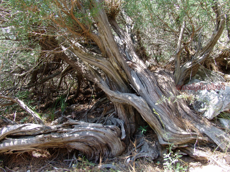 Juniperus phoenicea (L.), PARNITHA-1