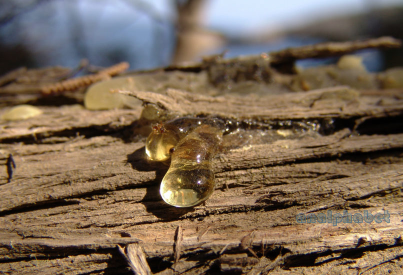 Juniperus phoenicea (L.), SCHINIAS-1