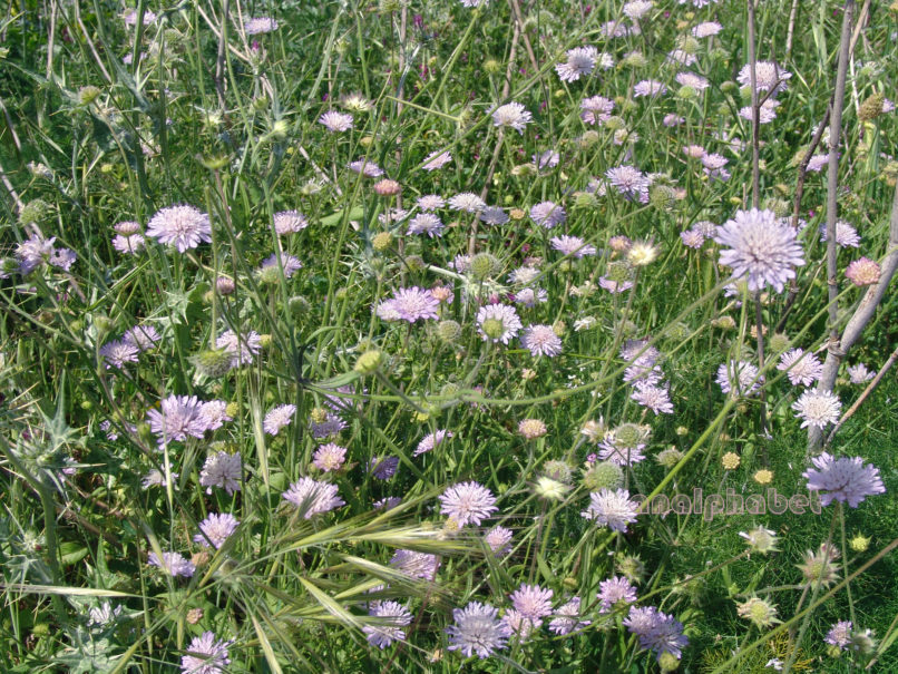 Knautia integrifolia (L.), ZAKYNTHOS-1