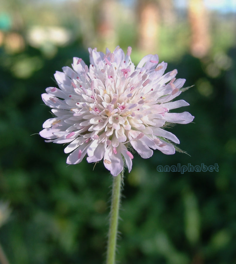 Knautia integrifolia (L.), ZAKYNTHOS-SARAKINADO-1